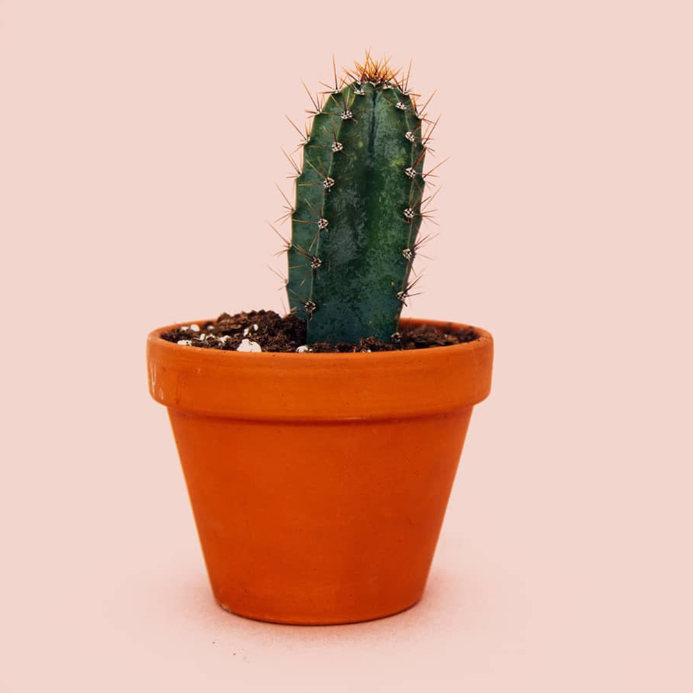 photography online gallery presentation concept. minimal, minimalism, simple design, clean design, sleek, uncluttered, flat design, bare, light design, whitespace, modern, contemporary, current trends, modernist, new age, updated style, chic, urban modern, trendy minimal, lifestyle modern, neutral tones, soft colors, pastel minimal, beige aesthetic, warm minimalism, muted colors, cream tones, ivory, off-white, subtle palette, scandi style, nordic minimal, hygge, lagom, cozy minimal, Nordic design, Scandinavian interior, Danish style, Swedish modern, Icelandic vibe, zen design, Japanese minimalism, wabi sabi, muji aesthetic, tokyo minimal, shoji, tatami, kintsugi, Japanese simplicity, calm zen, geometric minimal, abstract minimal, line art, flat lines, shapes, symmetry, grids, angles, clean edges, vector minimal, monochrome, black & white minimal, grayscale, high contrast, tonal, muted monochrome, color block, single tone, shade minimal, duotone, minimal lifestyle, minimal workspace, digital minimal, clutter free, slow living, capsule wardrobe, eco minimal, modern product, minimal branding, flat lay minimal, minimal architecture, modern building, clean interiors, open space, empty room, airy design, structured minimal, glass minimalism, concrete minimal, minimalist home, calm, serenity, balance, harmony, clarity, openness, lightness, purity, elegance, refined